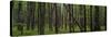 Deep Forest-Steve Gadomski-Stretched Canvas