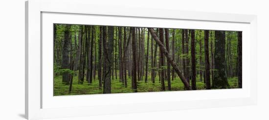 Deep Forest-Steve Gadomski-Framed Photographic Print