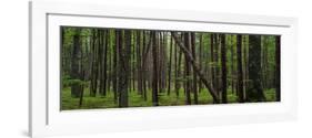 Deep Forest-Steve Gadomski-Framed Photographic Print