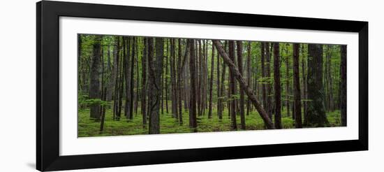 Deep Forest-Steve Gadomski-Framed Photographic Print