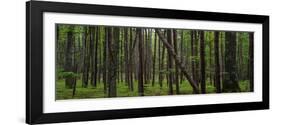 Deep Forest-Steve Gadomski-Framed Photographic Print