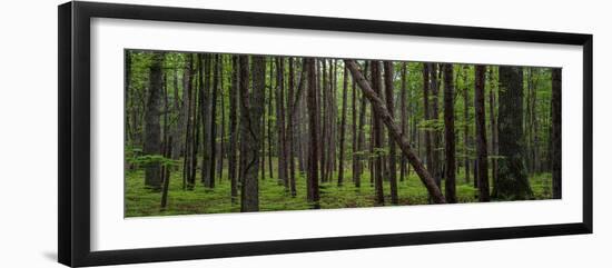 Deep Forest-Steve Gadomski-Framed Photographic Print