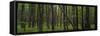 Deep Forest-Steve Gadomski-Framed Stretched Canvas