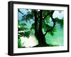 Deep Green Tree and Green-tinted Sea, Jasmund National Park, Island of Ruegen, Germany-Christian Ziegler-Framed Premium Photographic Print