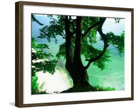 Deep Green Tree and Green-tinted Sea, Jasmund National Park, Island of Ruegen, Germany-Christian Ziegler-Framed Photographic Print