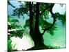 Deep Green Tree and Green-tinted Sea, Jasmund National Park, Island of Ruegen, Germany-Christian Ziegler-Mounted Photographic Print