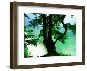 Deep Green Tree and Green-tinted Sea, Jasmund National Park, Island of Ruegen, Germany-Christian Ziegler-Framed Photographic Print