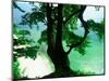 Deep Green Tree and Green-tinted Sea, Jasmund National Park, Island of Ruegen, Germany-Christian Ziegler-Mounted Photographic Print