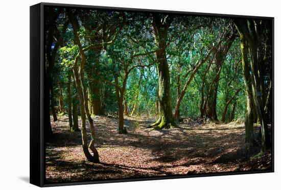 Deep in a Old Mossy Green Forest. Forest with a Fantasy or Fairytale Touch.-landio-Framed Stretched Canvas