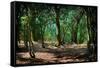 Deep in a Old Mossy Green Forest. Forest with a Fantasy or Fairytale Touch.-landio-Framed Stretched Canvas