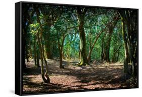 Deep in a Old Mossy Green Forest. Forest with a Fantasy or Fairytale Touch.-landio-Framed Stretched Canvas