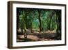 Deep in a Old Mossy Green Forest. Forest with a Fantasy or Fairytale Touch.-landio-Framed Photographic Print