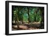 Deep in a Old Mossy Green Forest. Forest with a Fantasy or Fairytale Touch.-landio-Framed Photographic Print