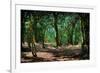 Deep in a Old Mossy Green Forest. Forest with a Fantasy or Fairytale Touch.-landio-Framed Photographic Print