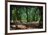 Deep in a Old Mossy Green Forest. Forest with a Fantasy or Fairytale Touch.-landio-Framed Photographic Print