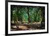 Deep in a Old Mossy Green Forest. Forest with a Fantasy or Fairytale Touch.-landio-Framed Photographic Print