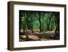 Deep in a Old Mossy Green Forest. Forest with a Fantasy or Fairytale Touch.-landio-Framed Photographic Print