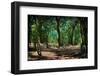 Deep in a Old Mossy Green Forest. Forest with a Fantasy or Fairytale Touch.-landio-Framed Photographic Print