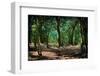 Deep in a Old Mossy Green Forest. Forest with a Fantasy or Fairytale Touch.-landio-Framed Photographic Print