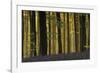 Deep in the Forest-Wild Wonders of Europe-Framed Giclee Print