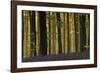 Deep in the Forest-Wild Wonders of Europe-Framed Giclee Print