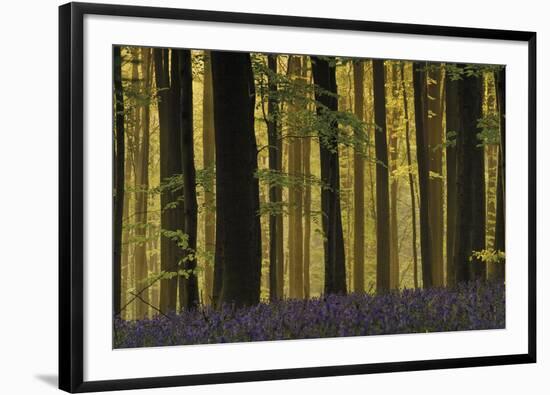 Deep in the Forest-Wild Wonders of Europe-Framed Giclee Print