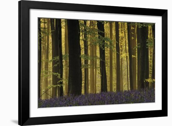 Deep in the Forest-Wild Wonders of Europe-Framed Giclee Print