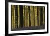 Deep in the Forest-Wild Wonders of Europe-Framed Giclee Print