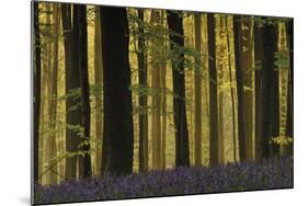 Deep in the Forest-Wild Wonders of Europe-Mounted Giclee Print