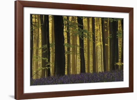 Deep in the Forest-Wild Wonders of Europe-Framed Giclee Print