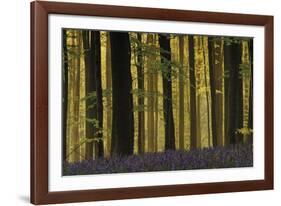 Deep in the Forest-Wild Wonders of Europe-Framed Giclee Print