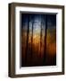 Deep In The Forest-Julie Fain-Framed Art Print