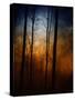 Deep In The Forest-Julie Fain-Stretched Canvas