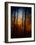 Deep In The Forest-Julie Fain-Framed Art Print