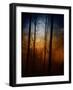 Deep In The Forest-Julie Fain-Framed Art Print