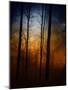 Deep In The Forest-Julie Fain-Mounted Art Print