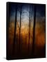 Deep In The Forest-Julie Fain-Framed Stretched Canvas