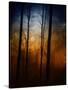 Deep In The Forest-Julie Fain-Stretched Canvas