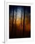 Deep In The Forest-Julie Fain-Framed Art Print