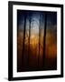 Deep In The Forest-Julie Fain-Framed Art Print