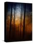 Deep In The Forest-Julie Fain-Stretched Canvas