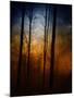 Deep In The Forest-Julie Fain-Mounted Art Print