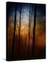 Deep In The Forest-Julie Fain-Stretched Canvas