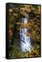 Deep Oregon Waterfall in Autumn, Forest Fall Color and Waterr Flow-Vincent James-Framed Stretched Canvas