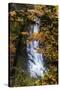 Deep Oregon Waterfall in Autumn, Forest Fall Color and Waterr Flow-Vincent James-Stretched Canvas