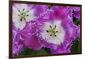 Deep Pink and White Tulips-Anna Miller-Framed Photographic Print