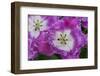 Deep Pink and White Tulips-Anna Miller-Framed Photographic Print