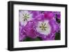 Deep Pink and White Tulips-Anna Miller-Framed Photographic Print