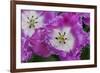 Deep Pink and White Tulips-Anna Miller-Framed Photographic Print