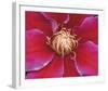 Deep Pink Clematis-Diane Lucas-Framed Giclee Print